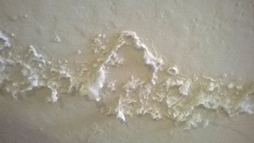 tường nhà mọc bụi muối