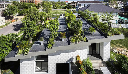 trồng cây trên mái nhà