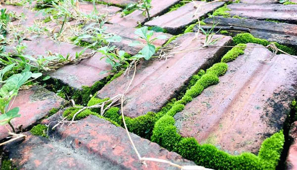 8 Cách tẩy rêu mốc trên nền gạch, xi măng nhanh, triệt để 1 Nền gạch bị rêu mốc